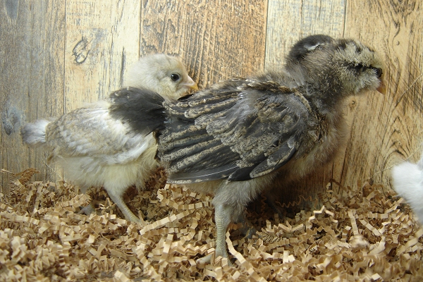 4 Pullet Chicks Week 2 - 3 Easter Egger & 1 Lavender Orpington